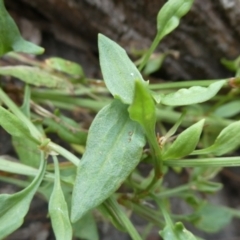 Rumex acetosella at Bolaro, NSW - 21 Jan 2023 09:52 PM