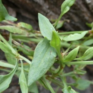 Rumex acetosella at Bolaro, NSW - 21 Jan 2023 09:52 PM