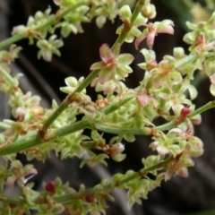 Rumex acetosella at Bolaro, NSW - 21 Jan 2023