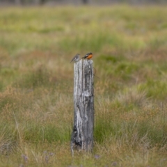 Petroica phoenicea (Flame Robin) at Yaouk, NSW - 21 Jan 2023 by trevsci