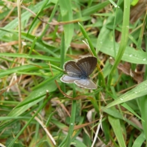 Zizina otis at Charleys Forest, NSW - suppressed