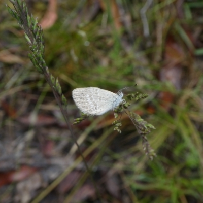 Zizina otis (Common Grass-Blue) at Mongarlowe River - 5 Dec 2022 by arjay