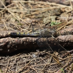 Orthetrum caledonicum (Blue Skimmer) at Belconnen, ACT - 24 Jan 2023 by Tammy