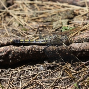 Orthetrum caledonicum at Belconnen, ACT - 25 Jan 2023 10:45 AM