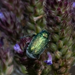 Diphucephala sp. (genus) (Green Scarab Beetle) at Stony Creek - 25 Jan 2023 by Roger