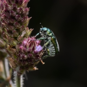 Diphucephala sp. (genus) at Stromlo, ACT - 25 Jan 2023