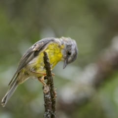 Eopsaltria australis (Eastern Yellow Robin) at Harolds Cross, NSW - 24 Jan 2023 by trevsci