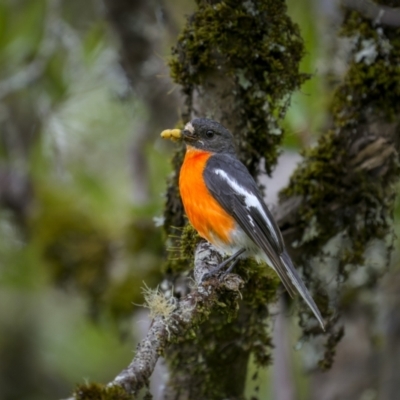 Petroica phoenicea (Flame Robin) at Harolds Cross, NSW - 24 Jan 2023 by trevsci