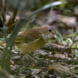 Pachycephala olivacea at Captains Flat, NSW - 24 Jan 2023