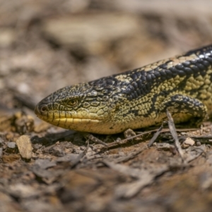 Tiliqua nigrolutea at Captains Flat, NSW - 24 Jan 2023 10:39 AM