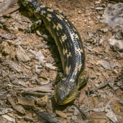 Tiliqua nigrolutea at Captains Flat, NSW - 24 Jan 2023 10:39 AM