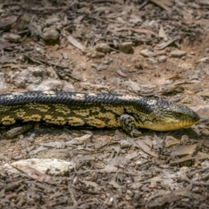 Tiliqua nigrolutea at Captains Flat, NSW - 24 Jan 2023 10:39 AM