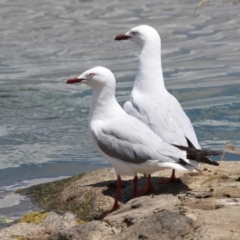 Chroicocephalus novaehollandiae (Silver Gull) at Molonglo, ACT - 24 Jan 2023 by RodDeb