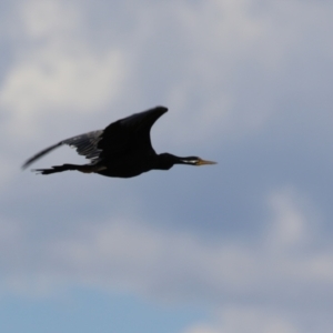 Anhinga novaehollandiae at Molonglo Valley, ACT - 24 Jan 2023 12:59 PM