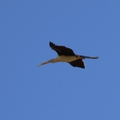 Anhinga novaehollandiae at Molonglo Valley, ACT - 24 Jan 2023 12:59 PM