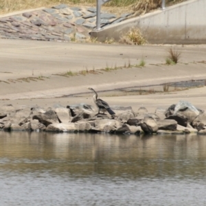 Anhinga novaehollandiae at Molonglo Valley, ACT - 24 Jan 2023 12:59 PM