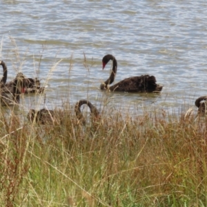 Cygnus atratus at Molonglo Valley, ACT - 24 Jan 2023