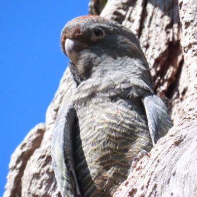 Callocephalon fimbriatum (Gang-gang Cockatoo) at suppressed - 23 Jan 2023 by BenW