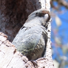 Callocephalon fimbriatum at Red Hill, ACT - 24 Jan 2023