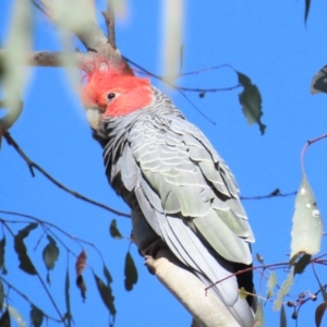 Callocephalon fimbriatum at Red Hill, ACT - 24 Jan 2023