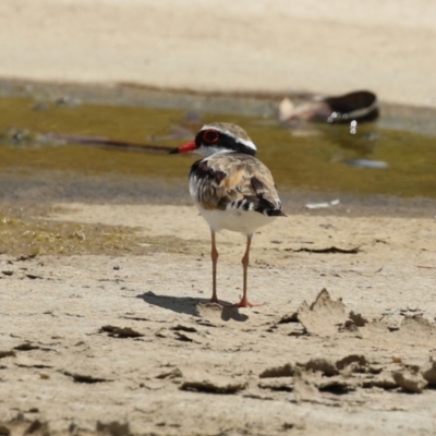 Charadrius melanops (Black-fronted Dotterel) at Coombs Ponds - 24 Jan 2023 by RodDeb