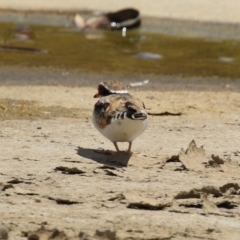 Charadrius melanops at Coombs, ACT - 24 Jan 2023