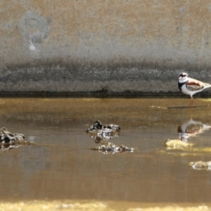 Charadrius melanops at Coombs, ACT - 24 Jan 2023