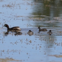 Tachybaptus novaehollandiae at Molonglo Valley, ACT - 24 Jan 2023