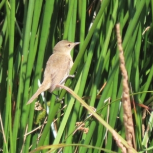 Acrocephalus australis at Molonglo Valley, ACT - 24 Jan 2023