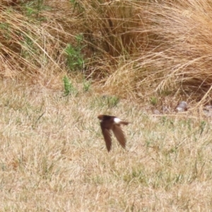 Petrochelidon ariel at Molonglo Valley, ACT - 24 Jan 2023