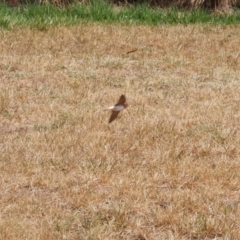 Petrochelidon ariel at Molonglo Valley, ACT - 24 Jan 2023