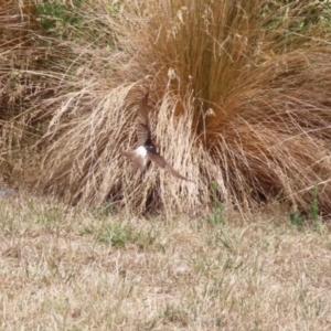 Petrochelidon ariel at Molonglo Valley, ACT - 24 Jan 2023