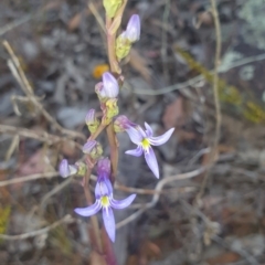 Lobelia gibbosa (Tall Lobelia) at Mount Jerrabomberra QP - 25 Jan 2023 by SteveWhan