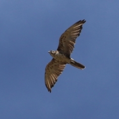 Falco berigora (Brown Falcon) at Molonglo Valley, ACT - 23 Jan 2023 by RodDeb