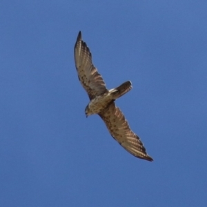 Falco berigora at Molonglo Valley, ACT - 24 Jan 2023