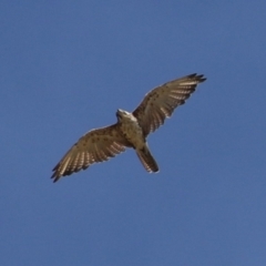 Falco berigora at Molonglo Valley, ACT - 24 Jan 2023