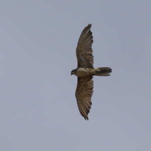 Falco berigora at Molonglo Valley, ACT - 24 Jan 2023