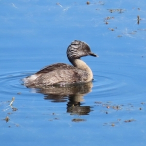 Poliocephalus poliocephalus at Molonglo Valley, ACT - 24 Jan 2023