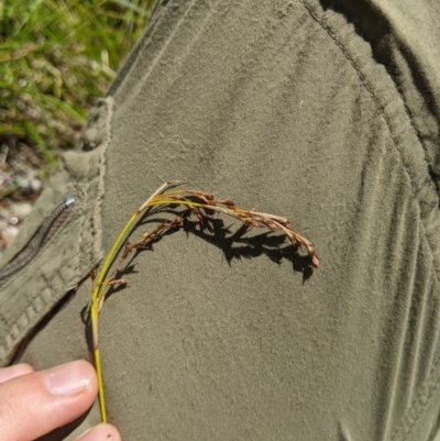 Machaerina gunnii (Slender Twig-rush) at Cotter River, ACT - 25 Jan 2023 by MattM