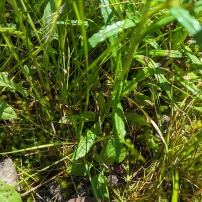 Euchiton limosus (Swamp Cudweed) at Namadgi National Park - 25 Jan 2023 by MattM