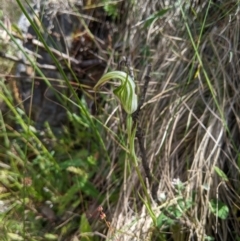 Diplodium decurvum (Summer greenhood) at Cotter River, ACT - 25 Jan 2023 by MattM