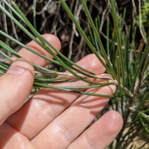 Hakea lissosperma at Cotter River, ACT - 25 Jan 2023