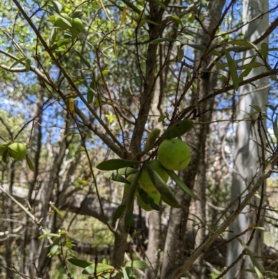 Persoonia subvelutina at Namadgi National Park - 25 Jan 2023 by MattM