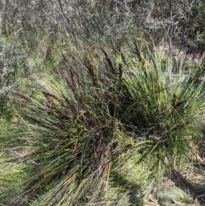 Gahnia subaequiglumis (Bog Saw-sedge) at Cotter River, ACT - 25 Jan 2023 by MattM