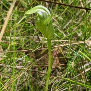 Pterostylis falcata at Cotter River, ACT - 25 Jan 2023