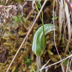 Diplodium aestivum (Long-tongued Summer Greenhood) at Cotter River, ACT - 25 Jan 2023 by MattM