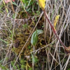 Diplodium aestivum at Cotter River, ACT - 25 Jan 2023