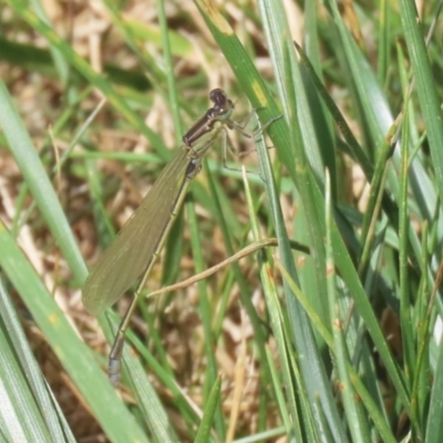 Ischnura aurora (Aurora Bluetail) at Molonglo Valley, ACT - 24 Jan 2023 by RodDeb