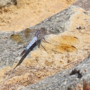 Orthetrum caledonicum at Molonglo Valley, ACT - 24 Jan 2023