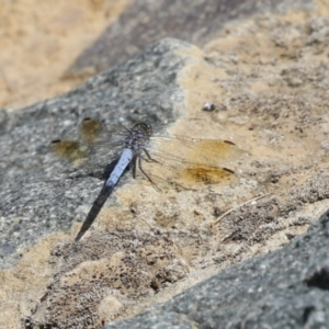 Orthetrum caledonicum at Molonglo Valley, ACT - 24 Jan 2023